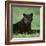 Black Panther Sitting in Grass-DLILLC-Framed Photographic Print