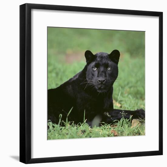 Black Panther Sitting in Grass-DLILLC-Framed Photographic Print