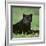 Black Panther Sitting in Grass-DLILLC-Framed Photographic Print