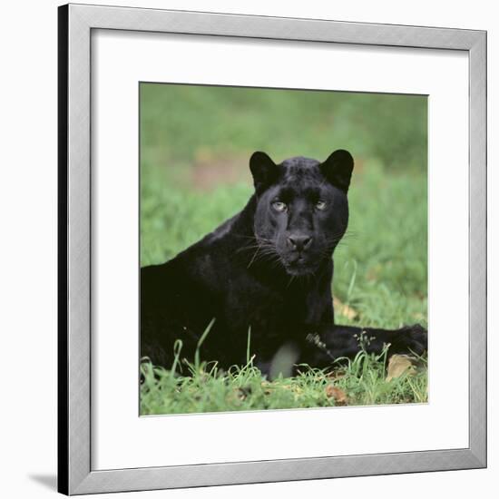 Black Panther Sitting in Grass-DLILLC-Framed Photographic Print