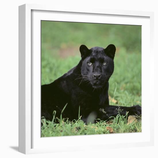 Black Panther Sitting in Grass-DLILLC-Framed Photographic Print