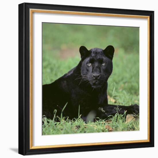 Black Panther Sitting in Grass-DLILLC-Framed Photographic Print