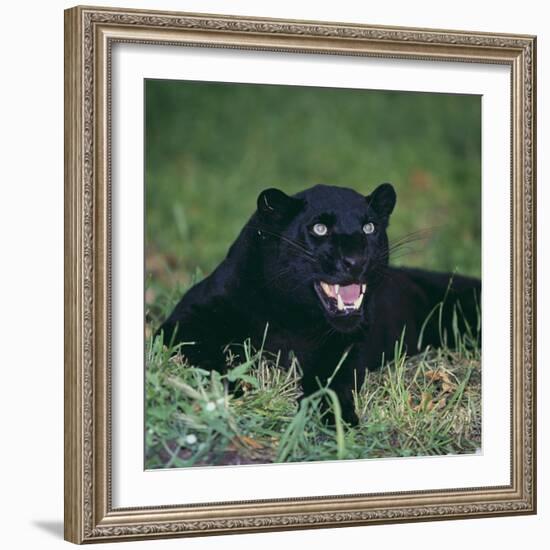 Black Panther Sitting in Grass-DLILLC-Framed Photographic Print