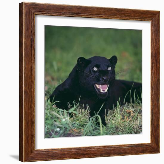 Black Panther Sitting in Grass-DLILLC-Framed Photographic Print