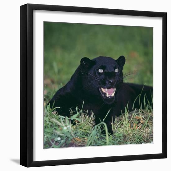 Black Panther Sitting in Grass-DLILLC-Framed Photographic Print