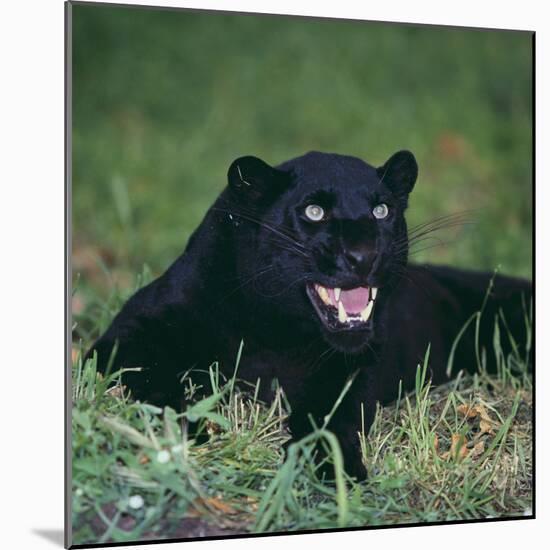 Black Panther Sitting in Grass-DLILLC-Mounted Photographic Print