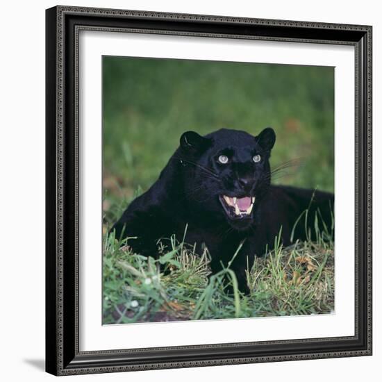 Black Panther Sitting in Grass-DLILLC-Framed Photographic Print