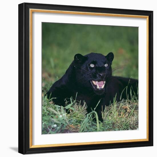 Black Panther Sitting in Grass-DLILLC-Framed Photographic Print