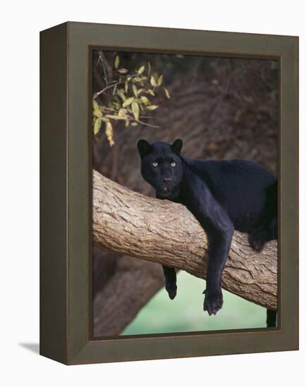 Black Panther Sitting on Tree Branch-DLILLC-Framed Premier Image Canvas