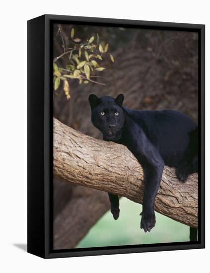 Black Panther Sitting on Tree Branch-DLILLC-Framed Premier Image Canvas