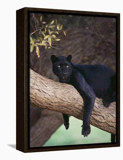 Black Panther Sitting on Tree Branch-DLILLC-Framed Premier Image Canvas