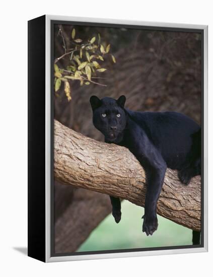 Black Panther Sitting on Tree Branch-DLILLC-Framed Premier Image Canvas