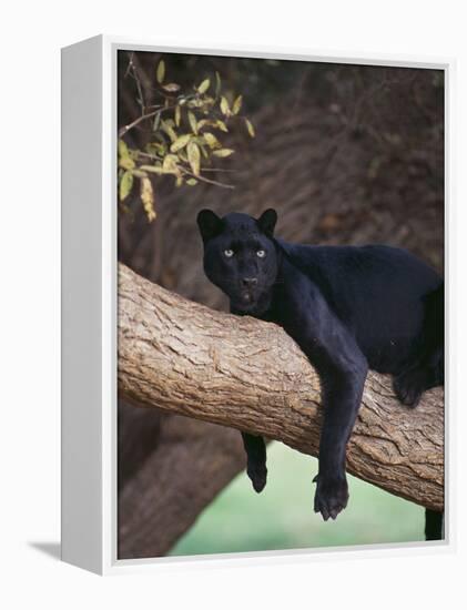 Black Panther Sitting on Tree Branch-DLILLC-Framed Premier Image Canvas