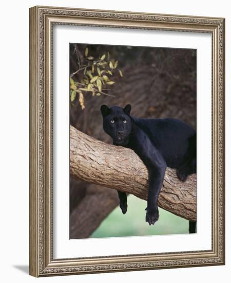 Black Panther Sitting on Tree Branch-DLILLC-Framed Photographic Print