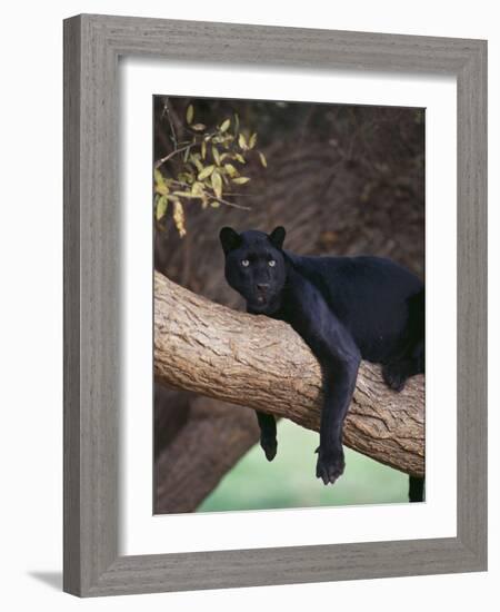 Black Panther Sitting on Tree Branch-DLILLC-Framed Photographic Print