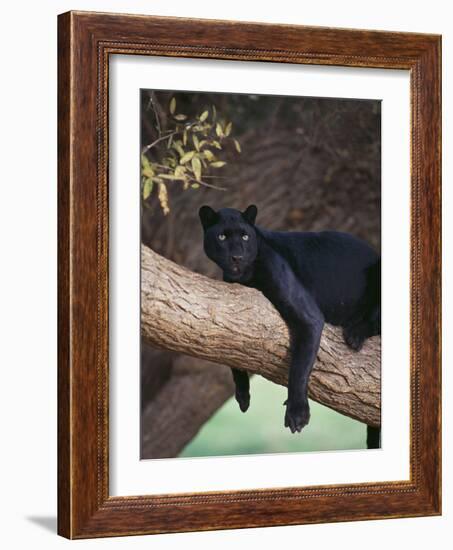 Black Panther Sitting on Tree Branch-DLILLC-Framed Photographic Print