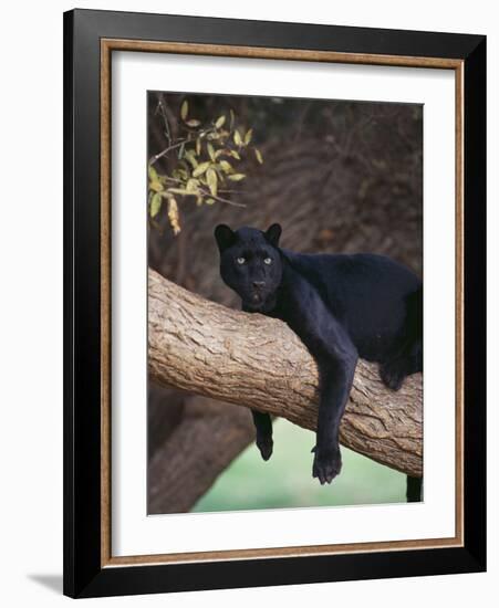 Black Panther Sitting on Tree Branch-DLILLC-Framed Photographic Print