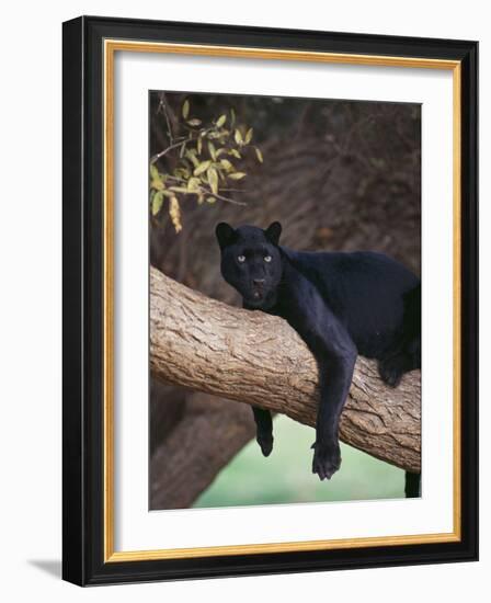 Black Panther Sitting on Tree Branch-DLILLC-Framed Photographic Print