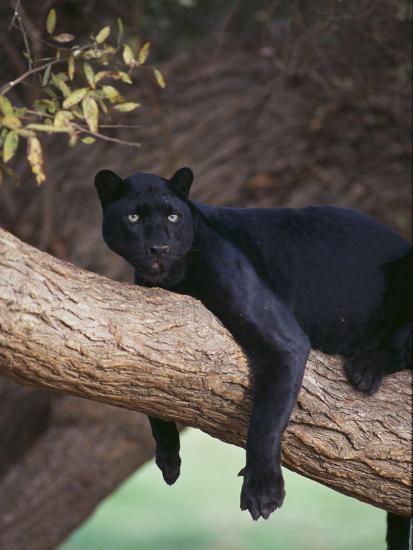 black-panther-sitting-on-tree-branch_u-l
