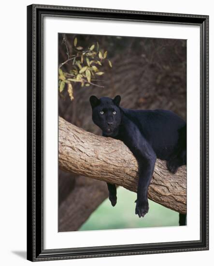 Black Panther Sitting on Tree Branch-DLILLC-Framed Photographic Print