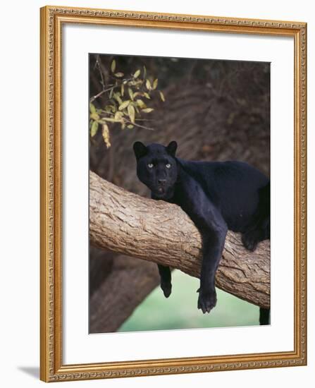 Black Panther Sitting on Tree Branch-DLILLC-Framed Photographic Print