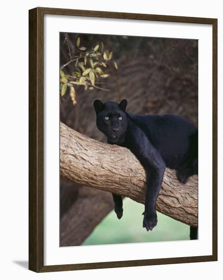 Black Panther Sitting on Tree Branch-DLILLC-Framed Photographic Print