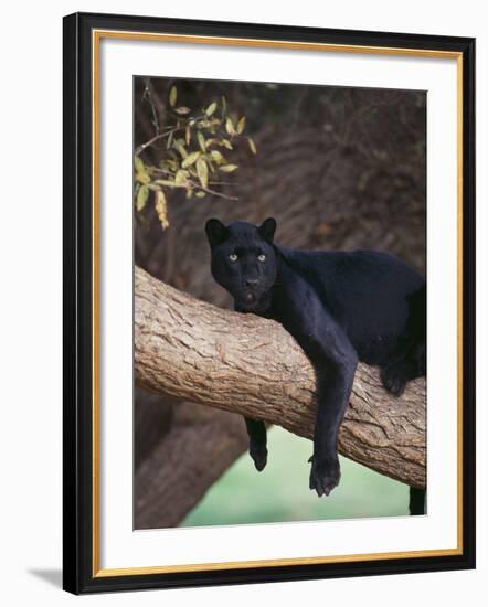 Black Panther Sitting on Tree Branch-DLILLC-Framed Photographic Print