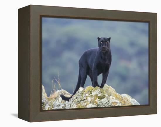 Black Panther-DLILLC-Framed Premier Image Canvas