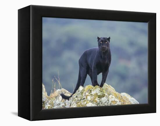 Black Panther-DLILLC-Framed Premier Image Canvas