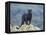 Black Panther-DLILLC-Framed Premier Image Canvas