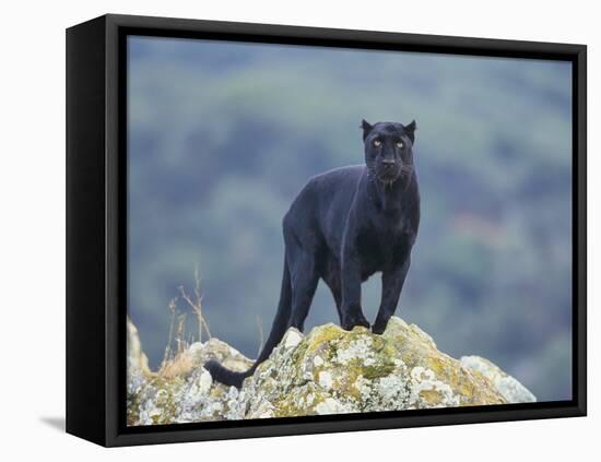 Black Panther-DLILLC-Framed Premier Image Canvas