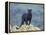 Black Panther-DLILLC-Framed Premier Image Canvas