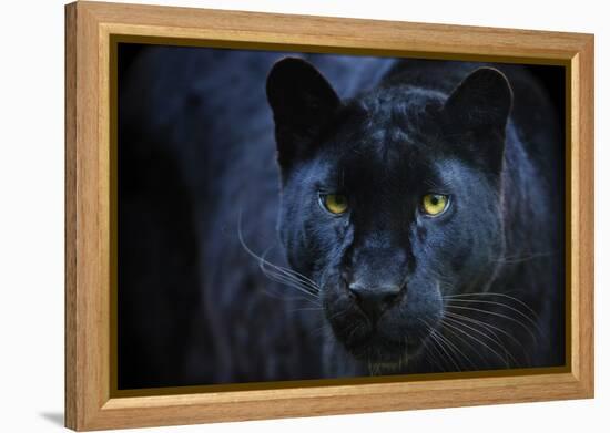 Black Panther-Lantern Press-Framed Stretched Canvas