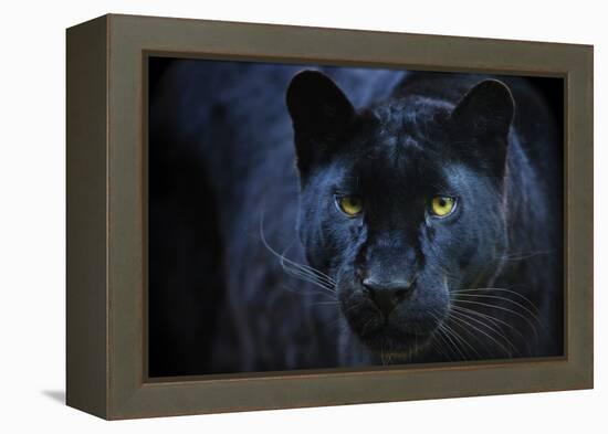 Black Panther-Lantern Press-Framed Stretched Canvas