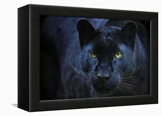 Black Panther-Lantern Press-Framed Stretched Canvas