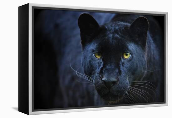 Black Panther-Lantern Press-Framed Stretched Canvas