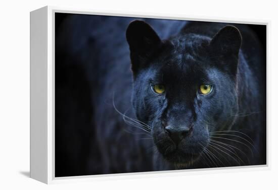 Black Panther-Lantern Press-Framed Stretched Canvas