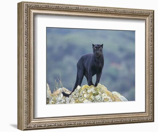 Black Panther-DLILLC-Framed Photographic Print