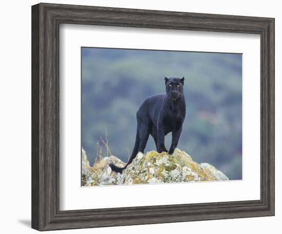 Black Panther-DLILLC-Framed Photographic Print