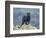 Black Panther-DLILLC-Framed Photographic Print