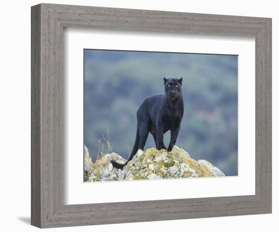 Black Panther-DLILLC-Framed Photographic Print