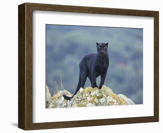 Black Panther-DLILLC-Framed Photographic Print