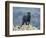 Black Panther-DLILLC-Framed Photographic Print