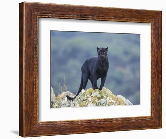 Black Panther-DLILLC-Framed Photographic Print