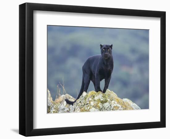 Black Panther-DLILLC-Framed Photographic Print