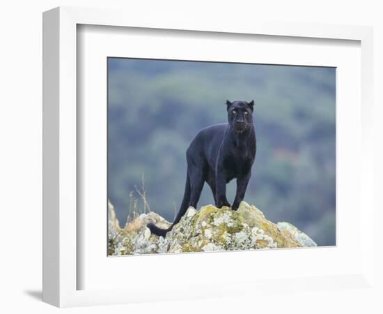 Black Panther-DLILLC-Framed Photographic Print