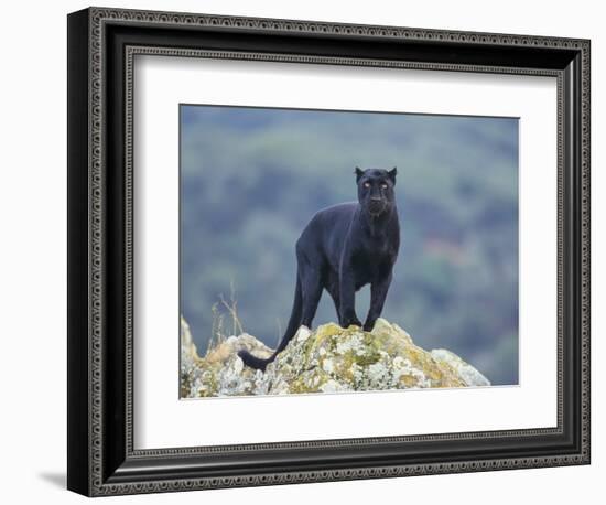 Black Panther-DLILLC-Framed Photographic Print