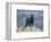 Black Panther-DLILLC-Framed Photographic Print