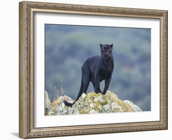 Black Panther-DLILLC-Framed Photographic Print