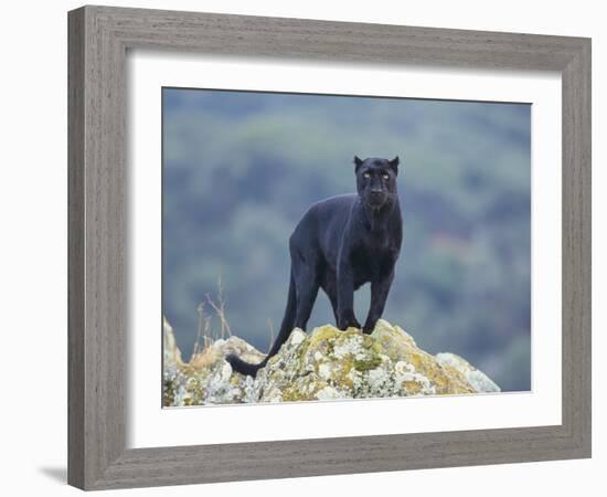 Black Panther-DLILLC-Framed Photographic Print